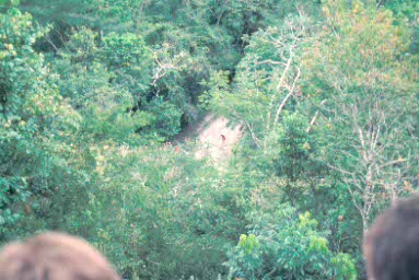 A view down from the top of Temple IV.