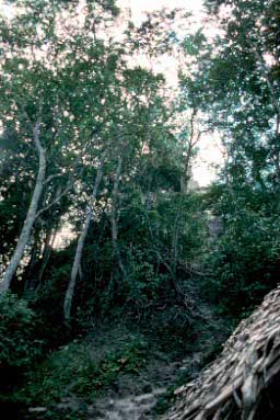 Path up the side of Temple III.