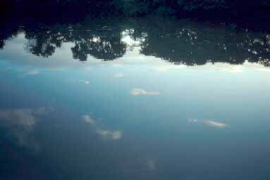 Reflected trees.