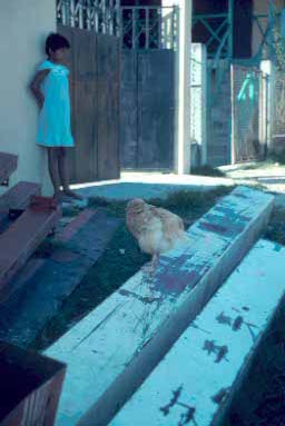 Girl and chicken.