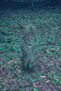 Joke carved stump.