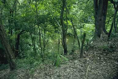 The other, smaller, cenote