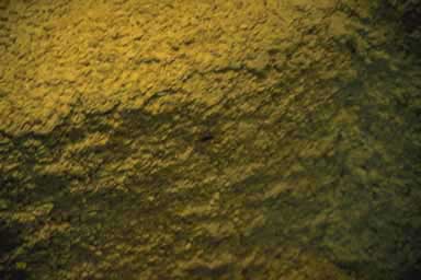 Barely visible scorpion in the display case