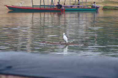 A bird taking a cruise on the Passion.