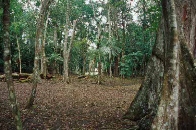 The entrance to Dos Pilas.