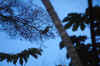 No Picture Description