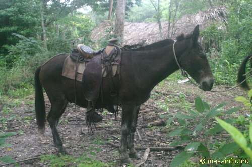 Mule transportation through the Yucatan.
