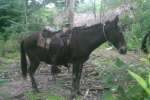 Mule transportation through the Yucatan.