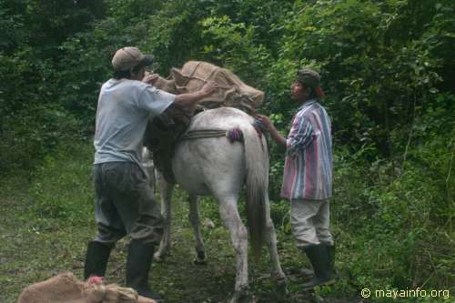 Packing a mule.