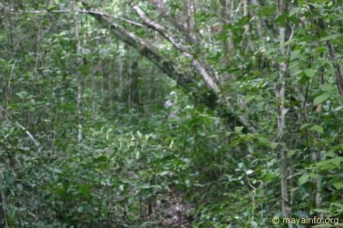 What a path through the jungle looks like.