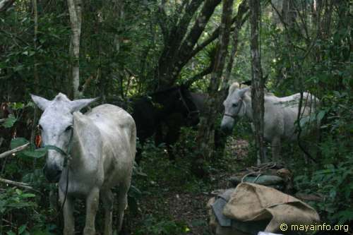 Horses and mules at Camp Yucatan.