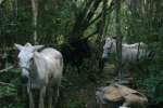 Horses and mules at Camp Yucatan.