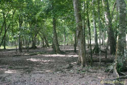 The plaza in front of Temple 1 at Nakbe.