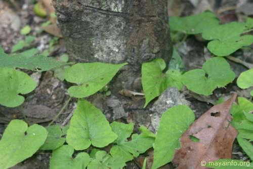 A gecko.