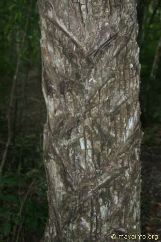 Chicle tree with cut marks from tapping sap.