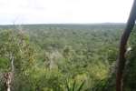 View from top of Nakbe Temple.