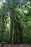 Ficus tree at El Mirador.