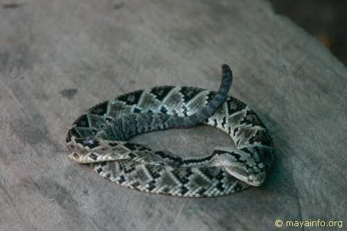 Dead rattle snake.