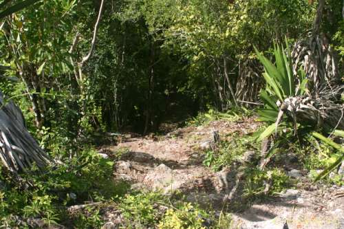 Stairs down La Danta pyramid at El Mirador.