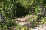 Stairs down La Danta pyramid at El Mirador.