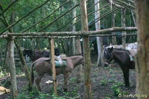 Beasts at camp at El Mirador.