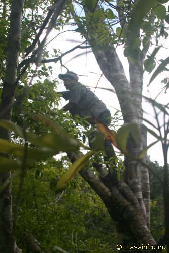 Francisco Lopez climbing tree at top of tallest pyramid at Nachtuun.