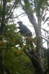 Francisco Lopez climbing tree at top of tallest pyramid at Nachtuun.