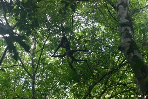 Spider monkies in trees at Nachtuun.