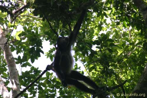 Spider monkey in trees at Nachtuun.