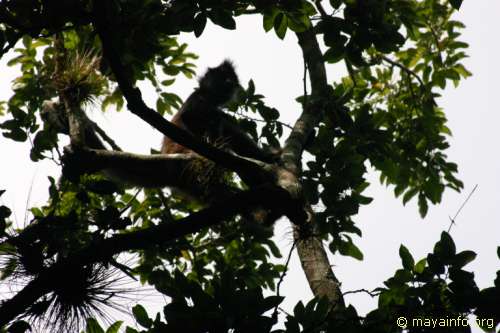 Spider monkey in trees at Nachtuun.