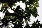 Spider monkey in trees at Nachtuun.