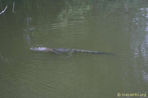 Crocodile at Dos Lugunas.