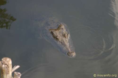 Crocodile at Dos Lugunas.